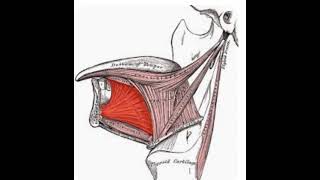 function of genioglossus muscle [upl. by Mchale]