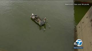 Hundreds of fish fly out of lake during electrofishing  ABC7 [upl. by Ahsielat798]