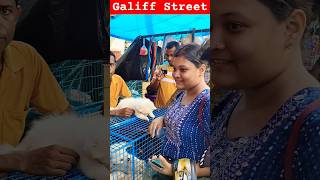 Galiff Street Pet Market। Dog Market shorts Dog petmarket galiffstreet [upl. by Shields]