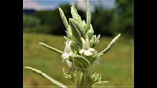 Marrubium peregrinum horehound by Theo [upl. by Adnahsar691]