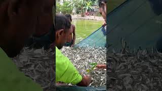 local Fishing Video Using Net fish fishingvideo fishing [upl. by Collbaith918]