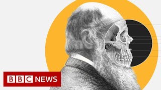 Theory of Evolution How did Darwin come up with it  BBC News [upl. by Aciemaj964]