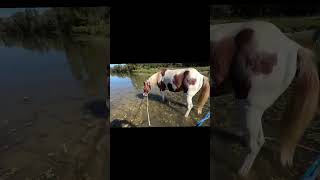 Mit den Pferden am Fluss🦄 horse pferdetraining equestrian [upl. by Grory]