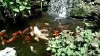 Backyard pond fish feeding  Large Butterfly Koi  Goldfish [upl. by Bevvy189]