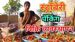 How Strawberries Are Harvested amp Packed in mahabaleshwar 💯🍓 🍓तोडणी व packing कशी करावी video [upl. by Daphne]