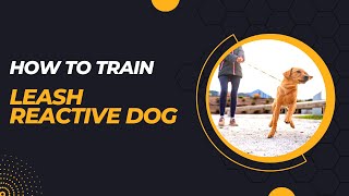 How to Train Leash Reactive Dog [upl. by Crichton881]