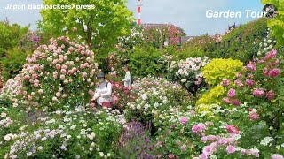 Touring a Captivating Rose Garden – Where Red Blooms and Sweet Scents Mesmerize [upl. by Marianne458]