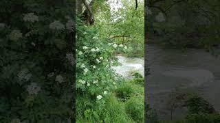 La Siagne côtedazur nature rivière fleurs [upl. by Akihsat]