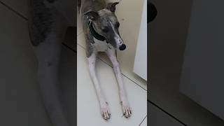 quotFlashquot  The Whippet Dog And His All Day Ritual shorts [upl. by Elynad]