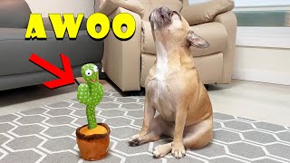 Singing French Bulldogs Funny Reaction To Talking Toy TOO FUNNY [upl. by Abramo]