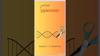 Endonuclease Vs Exonuclease dnareplication dna gatexl lifescience [upl. by Llered]