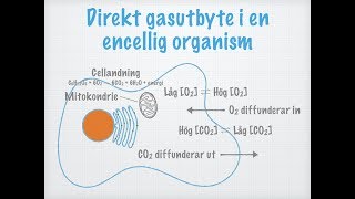 Gasutbyte och andning Olika djurs andningssystem [upl. by Adim]