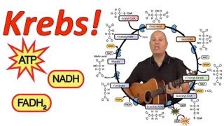 Krebs Mr Ws Krebs Cycle Song [upl. by Gale882]