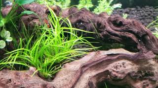 Rotala Wallichii juncus repens pinnatifida Cinematic only [upl. by Niboc668]