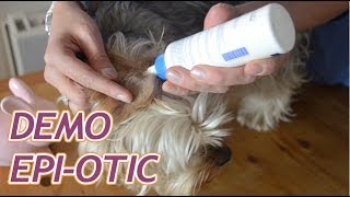 Bien laver les oreilles de son chien avec EpiOtic [upl. by Goar]