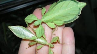 Are Leaf Insects Real LeafInsect NatureDocumentary InsectFact Wildlife AmazingNature Animals [upl. by Katha]