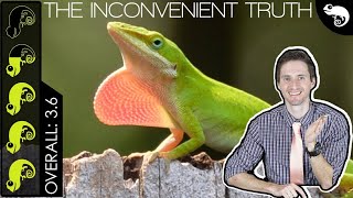 Green Anole The Best Pet Lizard [upl. by Buonomo]