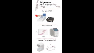 Endpoint PCR realtime PCRqPCR and reverse transcription PCR RTPCR in under 3 minutes [upl. by Lyndsey]