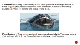 pattern of feeding and digestion in lower metazoans explained in detail notes of invertebrates [upl. by Ennoved]