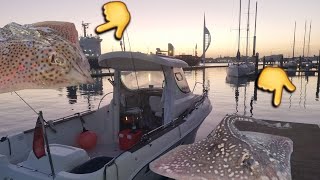 How to UPTIDE successfully in BIG TIDES  UK Boat fishing spottedray quicksilver630 [upl. by Annaeerb]