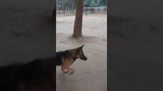 JARMAN SEFAD DOG☺️😚 shortsvideo food chalumaijahajayetu love video doglover jarmansafeddog 🤗😘 [upl. by Ilan]