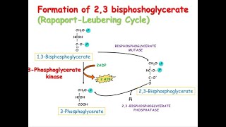 Importance of the Rapoport Leubering Cycle Biphosphoglycerate Shunt [upl. by Tankoos325]