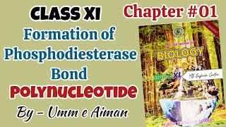 Formation of Phosphodiester bond Polynucleotide Chapter 01Biological molecules Class 11th [upl. by Chatterjee]