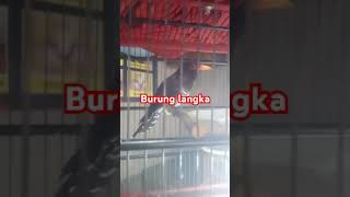 Tali pocong kedasih violet hargaburungdipasarpramuka2022 burung birds [upl. by Lecroy354]