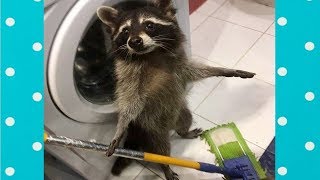 Best Cute Raccoon Video Compilation Funny Baby And Pet [upl. by Warren]