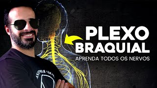 APRENDA TODOS OS NERVOS DO PLEXO BRAQUIAL [upl. by Dallas]