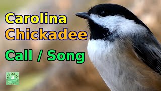 Carolina chickadee call  song amp meanings [upl. by Sucramraj]