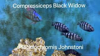 Altolamprologus Compressiceps Black Widow and Placidochromis Johnstoni [upl. by Marcoux]