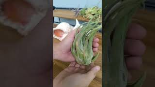 Unboxing my new air plants tillandsia airplants plants unboxing bromeliads houseplants [upl. by Roer]