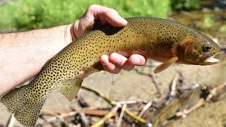 Dry Fly Tenkara Fly Fishing For Westslope Cutthroat On A Small Montana Creek [upl. by Nirag]