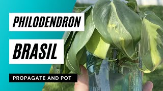 How to Propagate and Pot Philodendron Brasil  Philodendron Propagation [upl. by Anneiv]