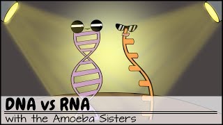 DNA vs RNA Updated [upl. by Yehc]