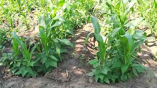 maize production under furrow irrigation [upl. by Nnylamme]