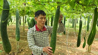 Harvesting Giant Squash Goes To Market sell  Pet Care  Solo Survival [upl. by Navak102]