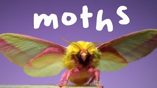 7 Spectacular Moths in Slow Motion [upl. by Fineman]