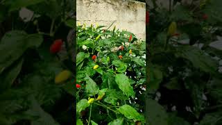 Bird eye chillikanthari milagaiBird eye chilli plant and benifitsHarvesting birdeyechilli [upl. by Nagad]