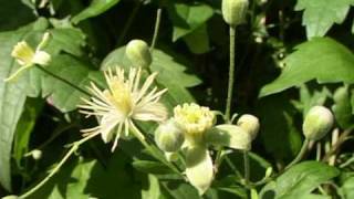 Bach Flower Remedies  Clematis [upl. by Oludoet]