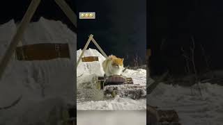 cat winter cut cute love lovecats lovedogs funny virla viralvideo foryou foryoupage [upl. by Halak996]