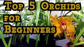 ORCHID CARE  TOP 5 Orchids for Beginners and Tips to BLOOM Them quothow to care for orchidsquot [upl. by Idoj]