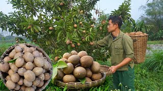 Harvesting sapodilla fruits to sell at the market continuing to garden and grow pineapples Ep 162 [upl. by Laryssa]