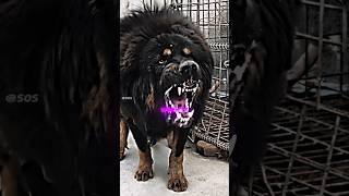 The Lion Dog 😈  tibetanmastiff [upl. by Finlay]