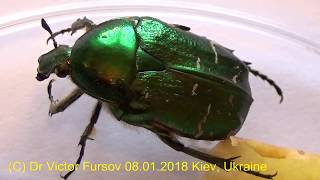 Why Did Funny Green Rose Chafer Cetonia aurata Wake Up At Winter ЧудоЖук Бронзовка [upl. by Russel]