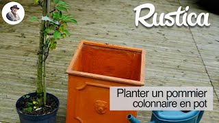 Planter un pommier colonnaire en pot [upl. by Noonberg814]