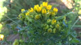 Ragwort Jacobaea vulgaris syn Senecio jacobaea  Tansy Ragwort  20120613 [upl. by Oinigih]