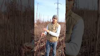 SKINA GLOS KOʻCHATLARI SOTUVDA ZAKAS OLISHNI BOSHLADIK shortvideo fruit rekaciq farming [upl. by Tice]