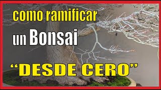 COMO RAMIFICAR UN BONSAI  RECTIFICACIÓN [upl. by Anyat]